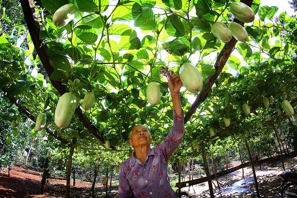 [-]Dưa[-]gang[-]Tây[-]rất[-]dễ[-]trồng